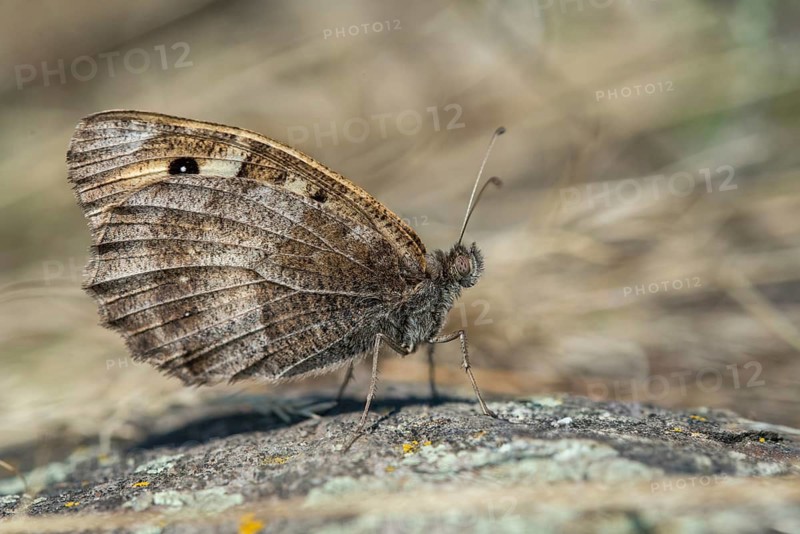 Alpine Witch, Mountain Witch, Chazara Briseis, Hermit, Steppe Porter, Butterfly, Insects, Butterfly, Butterflies