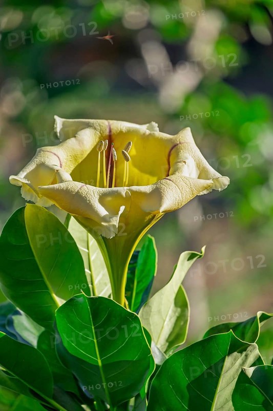 Solandra maxima, also golden goblet wine, Tenerife, Canary Islands, Spain