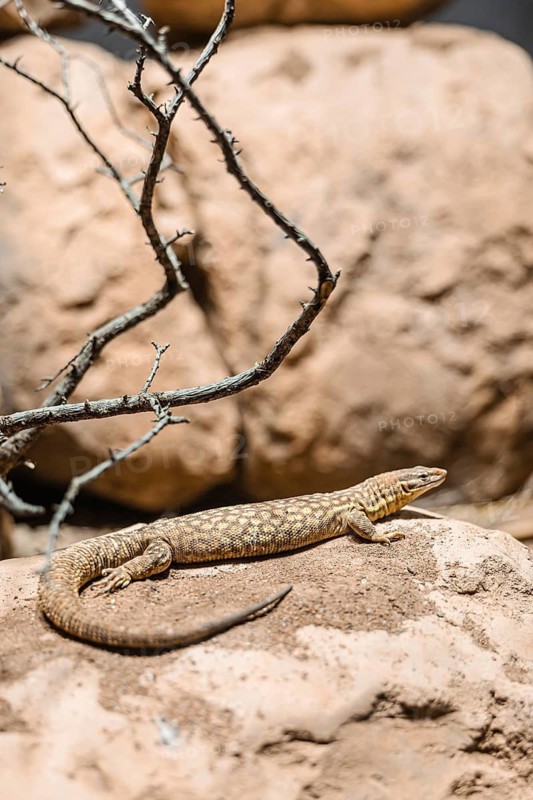 A brown and beige patterned lizard resting on a rock in a natural environment. Surrounding elements include dry branches and stones