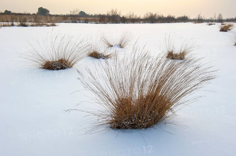 Winter landscape with snow in Goldenstedter Moor, Goldenstedt, Lower Saxony, Germany