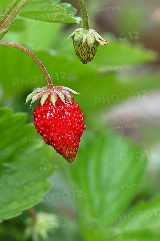 Wild strawberry (Fragaria vesca), ripe fruit, Wilnsdorf, North Rhine-Westphalia, Germany