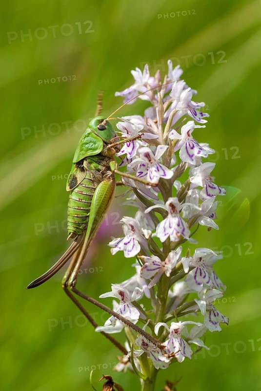 Decticus verrucivorus, grasshoppers, deciduous locusts, wart biters, ensifera, female, grasshoppers, grasshoppers, high size, portrait format, insects, long-feeler scare, nymph, wait biter, female