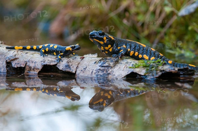 Fire salamander, salamandra salamandra, amphibians, amphibians, caudata, amphibians, amphibians, amphibians, mirror, tail amphibians, mirror image