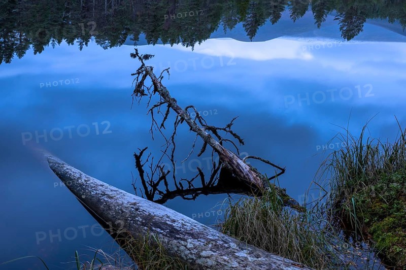 Fallen pine trees on the edge of a lake in Scotland, silence, Aviemore, Scotland, United Kingdom