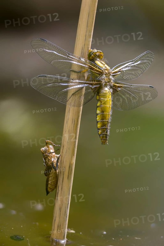 Broad-bodied chaser, libellula depressa, flatbelly, anisoptera, dragonflies, freshly hatched, high size, portrait format, insects, larva, larva, dragonflies, odonata, hatching, hatching