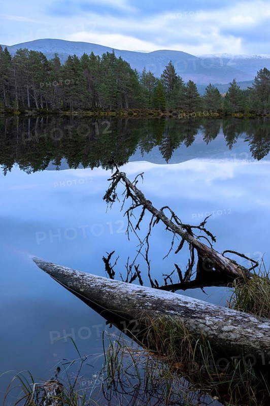 Fallen pine trees on the edge of a lake in Scotland, silence, Aviemore, Scotland, United Kingdom