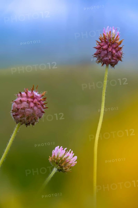 Strawberry clover, raspberry clover, trifolium fragiferum, flora, high size, portrait format, plants, strawberry clover