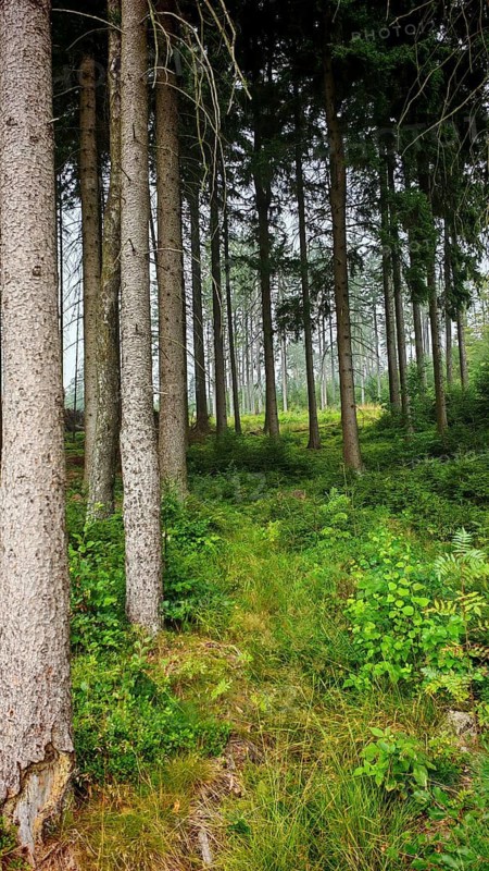 Tall, slender trees in a dense, green forest with a narrow path on the ground, hiking in the Fichtelgebirge nature park Park, Upper Franconia