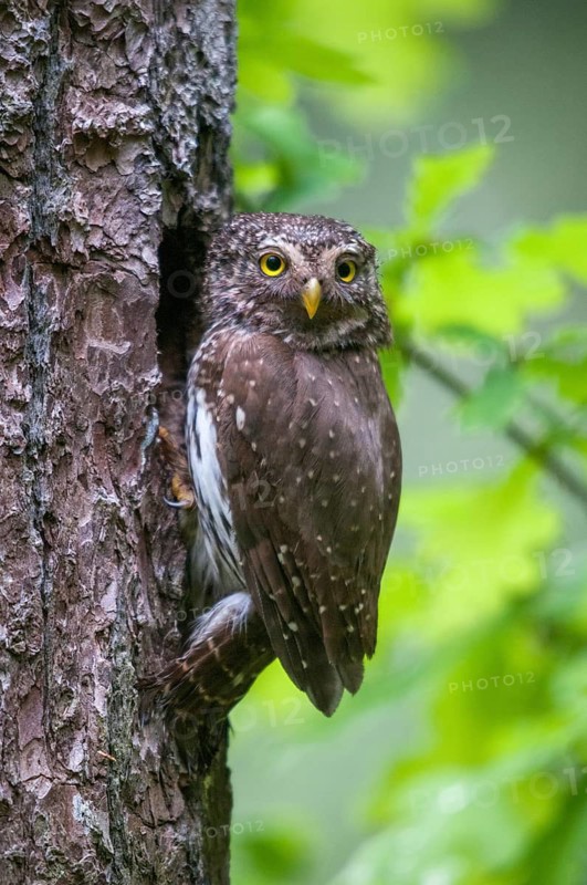 Glaucidium passerinum, pygmy owl, birds, owls, high size, portrait, owls, strigiforms, birds