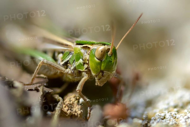 Acrididae, caelifera, field locusts, gomphocerinae, grasshoppers, heather grasshoppers, small heather grasshoppers, short-feeler scare, stenobothrus stigmaticus, grasshoppers, insects, lesser mottled grasshoppers