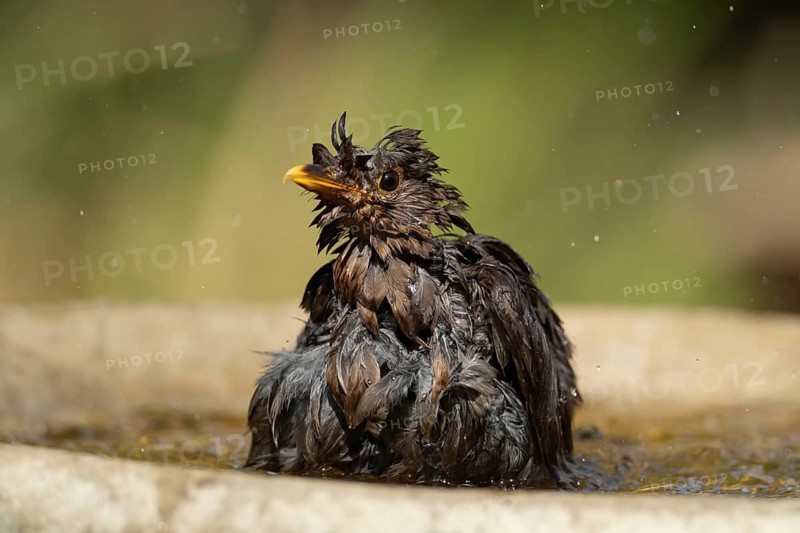 Eurasian blackbird (Turdus merula) adult garden bird bathing in water of a bird bath, England, United Kingdom