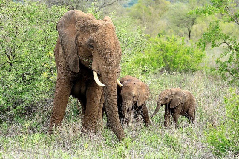 African elephant (Loxodonta africana), adult, female, calves, foraging, social behaviour, Kruger National Park, Kruger National Park, South Africa