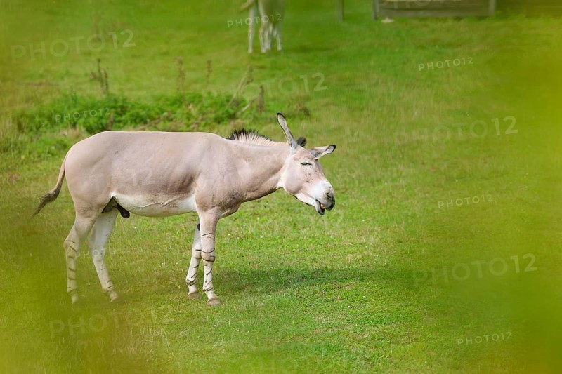 A male Somali wild ass (Equus africanus somaliensis) stands in a green meadow and shakes his head to shake off the insects. Somalia, Somaliland, Eritrea, Ethiopia
