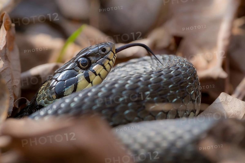 Grass Snake, Natrix Natrix, Grass Snake, Critters, Reptilia, Reptiles, Ringed Snakes, Snakes, Water Snakes