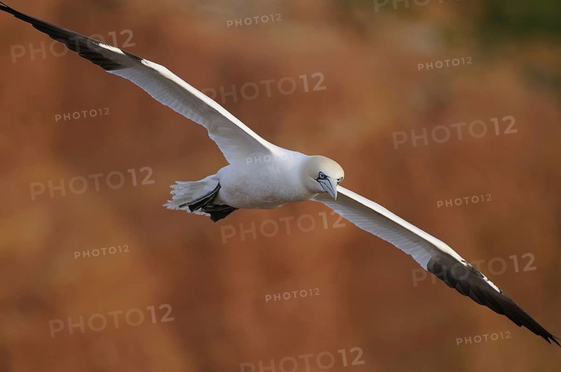 Gannet, Sula Bassana, Nortern Gannet, seabird on the rock of Heligoland, Heligoland, Germany