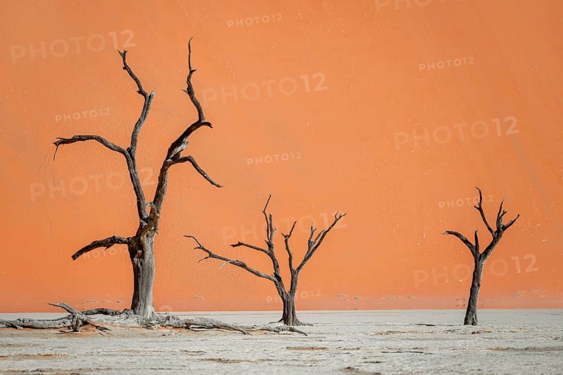 Dead camel thorn trees (Vachellia erioloba), red sand dunes, white salt pan, Dead Vlei, Sossusvlei, Namib Desert, Namib-Naukluft Park, Namibia