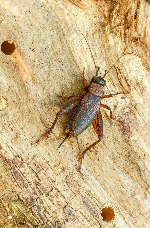 Grasshoppers, Nemobius sylvestris, forest crickets, ensifera, grasshoppers, crickets, grasshoppers, high size, portrait format, insects, long-feeler scares, wood cricket
