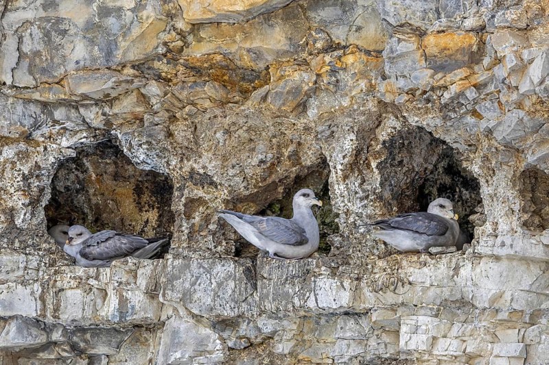 Nesting northern fulmar, Arctic fulmar (Fulmarus glacialis glacialis) on nest in hole of sea cliff at Svalbard, Spitsbergen, Norway in spring