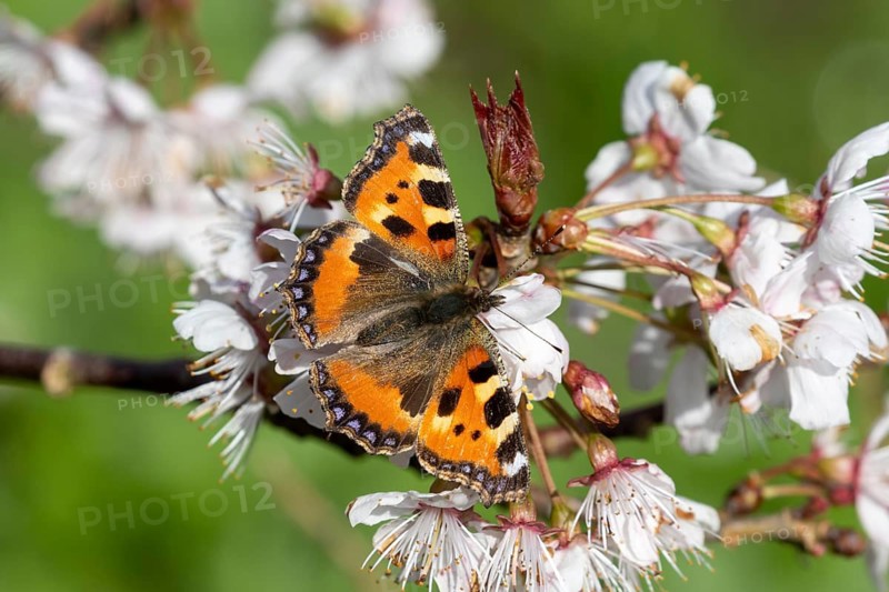 Small tortoiseshell butterfly (Aglais urticae) with bright orange wings surrounded by blossom in Sussex, UK