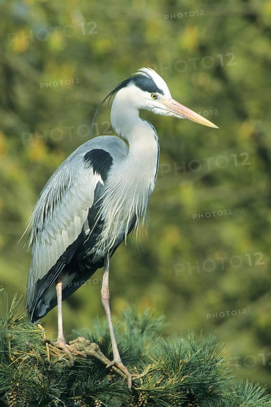 Grey Heron - Heron, Germany