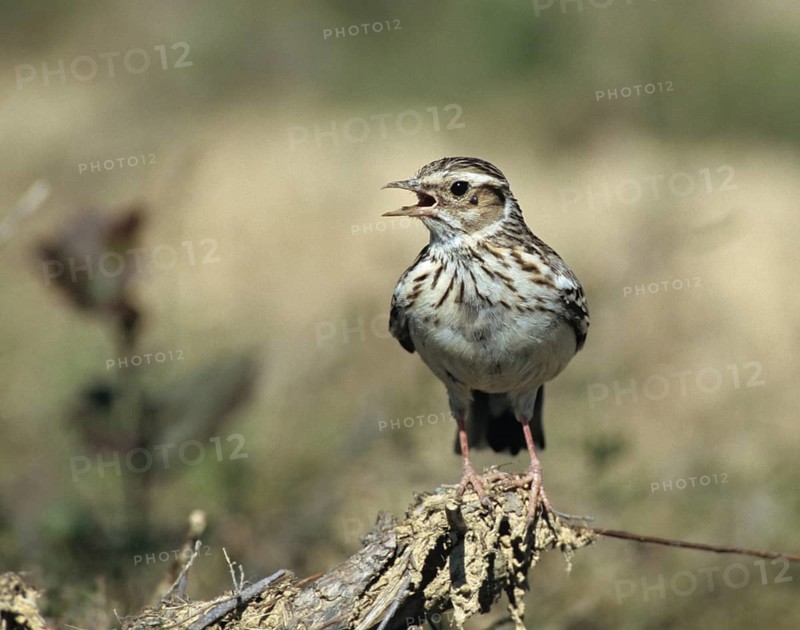 Woodlark, Lullula Arborea, Woodlark, Birds, Song, Larks, Passeri, Singing, Songbirds, Birds