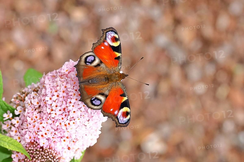 A peacock butterfly (Inachis io) feeds on nectar from a butterfly bush (Buddleja davidii), butterfly bush, in a natural outdoor setting, close-up, wildlife, insects, butterflies, diurnal butterflies, Wilnsdorf, North Rhine-Westphalia, Germany