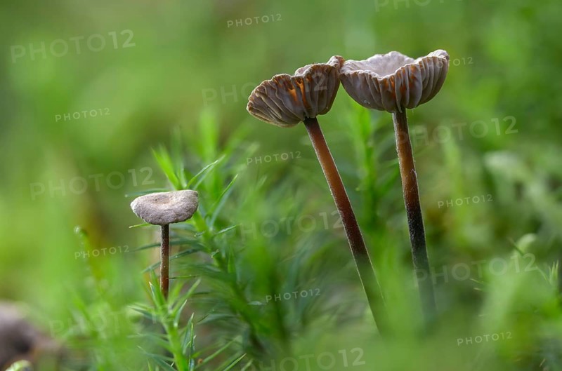 Androsaceus perforans, gymnopus perforans, marasmiellus perforans, micromphale perforans, coniferous pale-spored, coniferous swindling, needle-dwarf swindling, fungi, fungi, mushrooms