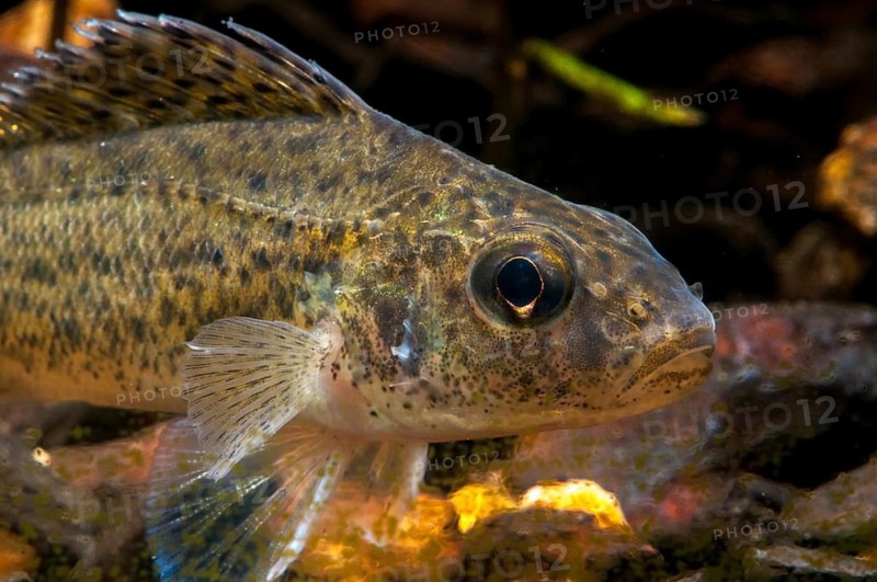 Gymnocephalus cernuus, tadfish, pope, ruff, fish, fishes, pisces