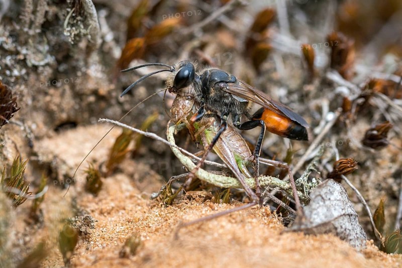 Hymenoptera, Spheciformes, Spheciformes, Sphex Funerarius, Sphex Rufocinetus, Golden Digger Wasp, Digger Wasp, Bug Wasps, Insects
