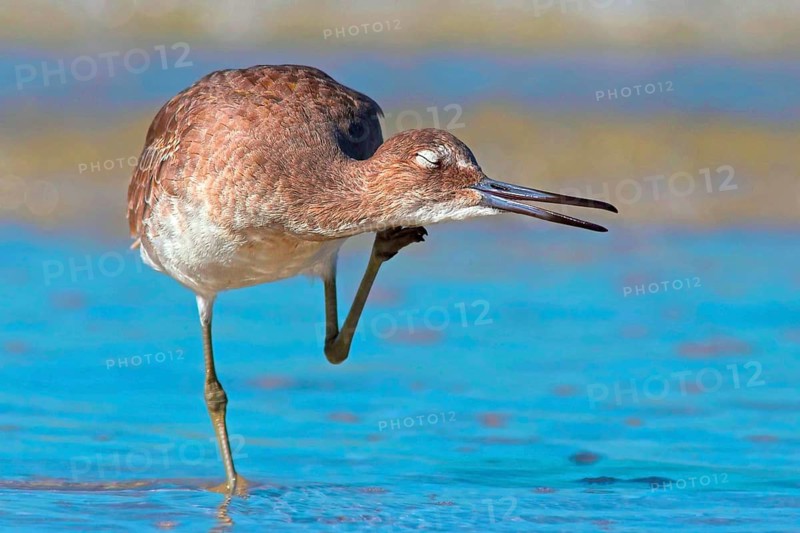 Animals, Birds, Mudtreads, Catoptrophorus semipalmatus, Willet, Florida, United States