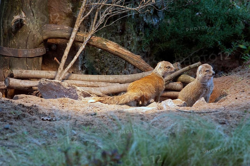 Fox mongooses (Cynictis penicillata) under a heat lamp, Nuremberg Zoo, Middle Franconia, Bavaria, Germany, PR available
