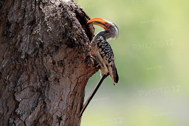Red-ringed Hornbill (Tockus leucomelas), Southern Yellow-billed Hornbill, adult, male, at a nesting cavity, in a tree, Kruger National Park, South Africa