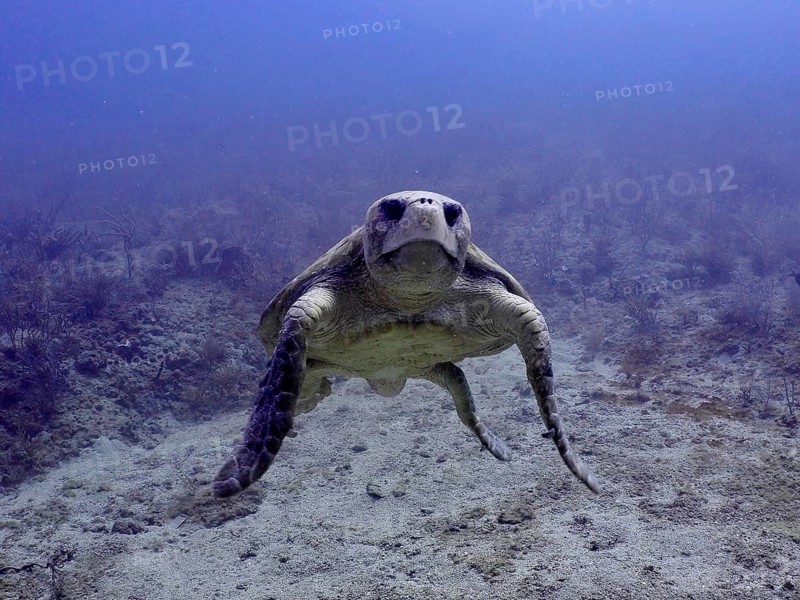 Close-up of a Loggerhead sea turtle (Caretta caretta) swimming calmly through the blue sea, Breakers dive site, Palm Beach, Florida, USA