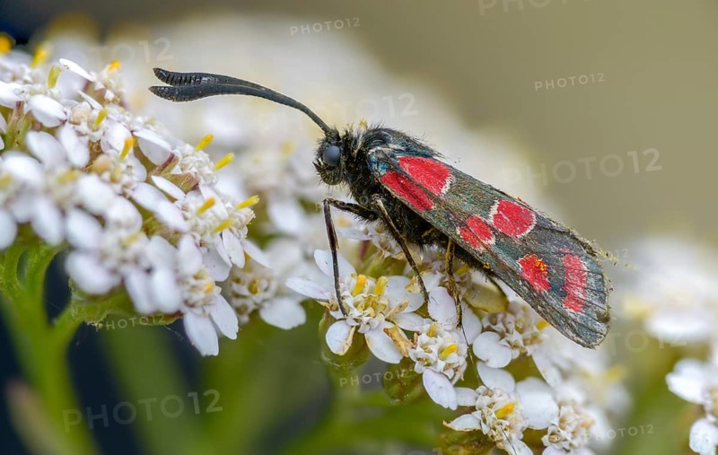 Carniolane burnet, eastern burnet moth, esparset ram, Carniola ram, zygaena carniolica, flew off, blood droplets, burnet, butterfly, insects, moths, moths, moths, moths, moths, butterfly, ram
