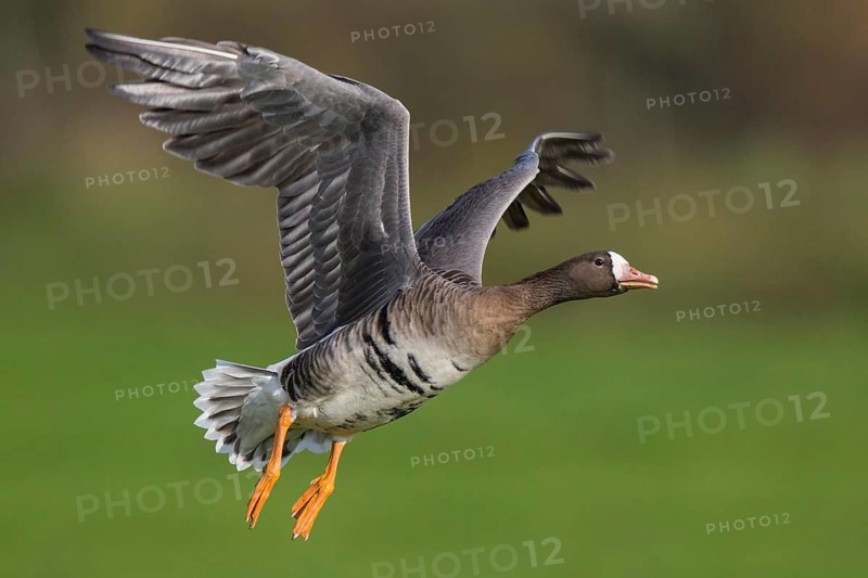 Greater White-fronted Goose (Anser albifrons) flying, North Rhine-Westphalia, Germany