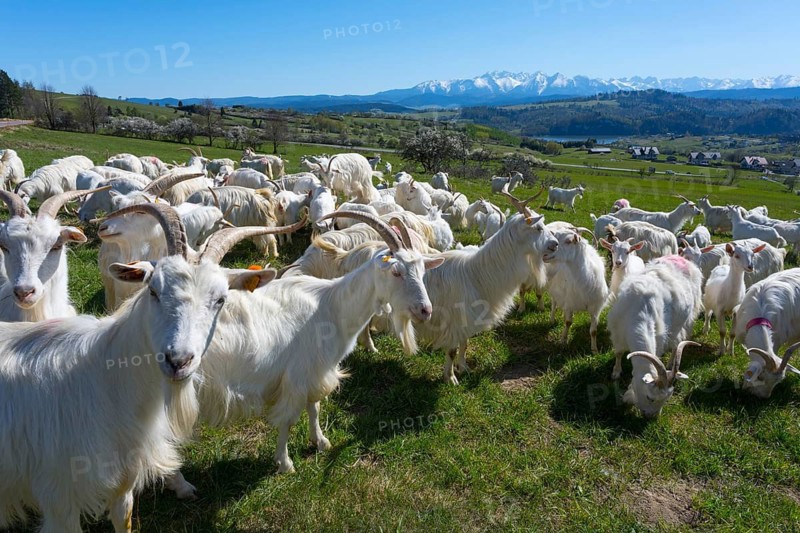 Goats gather on a lush green meadow surrounded by mountainous landscape, goats near Wierchowina, in the background the High Tatras, Czarna Góra, Czarna Gora, Malopolska, Poland