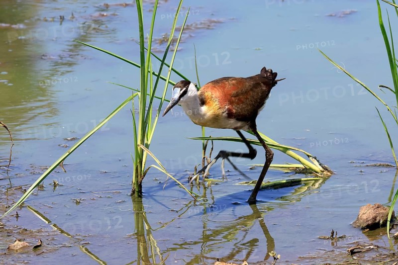Blue-browed Waterhen (Actophilornis africanus), adult, in the water, foraging, Kruger National Park, South Africa