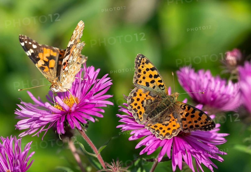 Argynnis Lathonia, Cynthia Cardui, Issoria Lathonia, Little Pearl Butterfly, Painted Lady, Pearl Butterfly, Queen of Spain Fritillary, Vanessa Cardui, Butterfly, Insects, Butterflies, Butterflies, Butterflies
