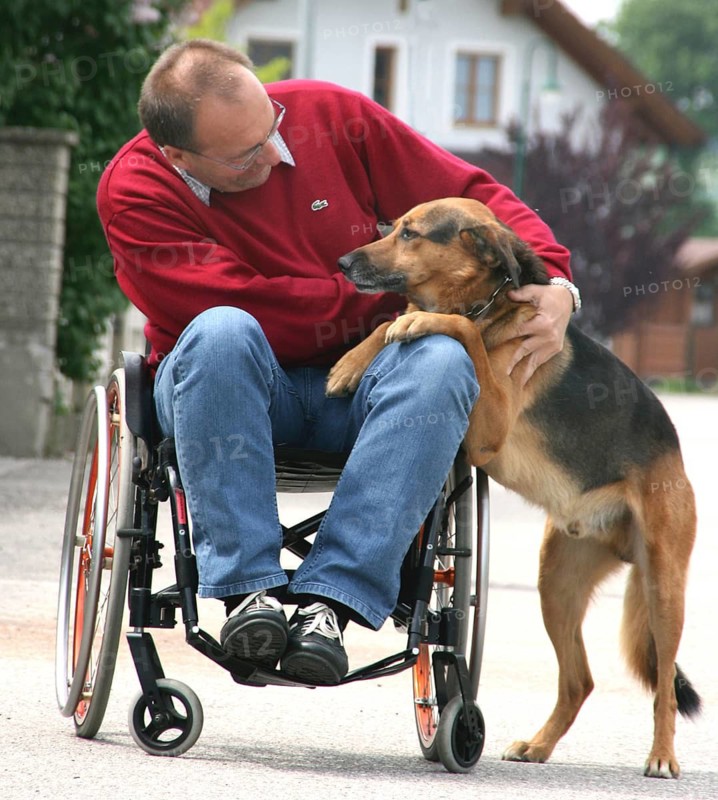 A man in wheelchair with German shepherd, 65 years old, senior, disabled, disabled person, Austria