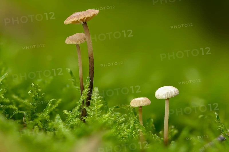 Androsaceus perforans, gymnopus perforans, marasmiellus perforans, micromphale perforans, coniferous pale-spored, coniferous swindling, needle-dwarf swindling, fungi, fungi, mushrooms