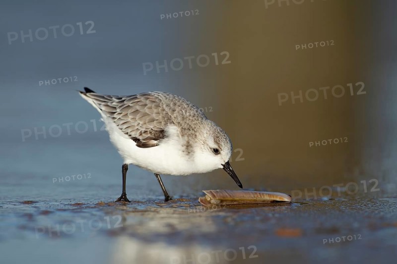 Sanderling (Calidris alba) adult wading bird in winter plumage feeding on a razorshell on a beach, Norfolk, England, United Kingdom