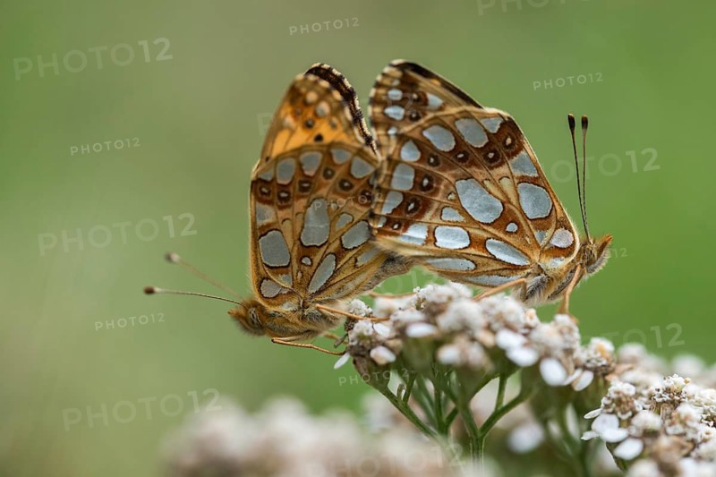 Argynnis Lathonia, Issoria Lathonia, Little Pearl Butterfly, Queen of Spain Fritillary, Butterfly, Insects, Copula, Mating, Butterfly, Butterflies