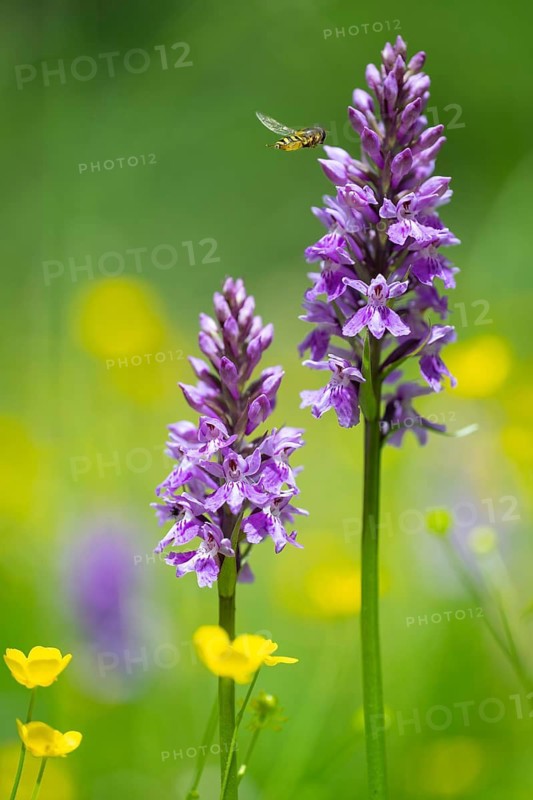 Moorland spotted orchid (Dactylorhiza maculata), Heiligenblut on the Großglockner, Carinthia, Austria