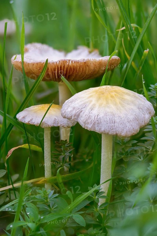 Bolbitius titubans, Bolbitius vitellinus, yellow manure mushroom, dung mushroom, fungi, fungus, high size, portrait format, mushrooms, sunny side up