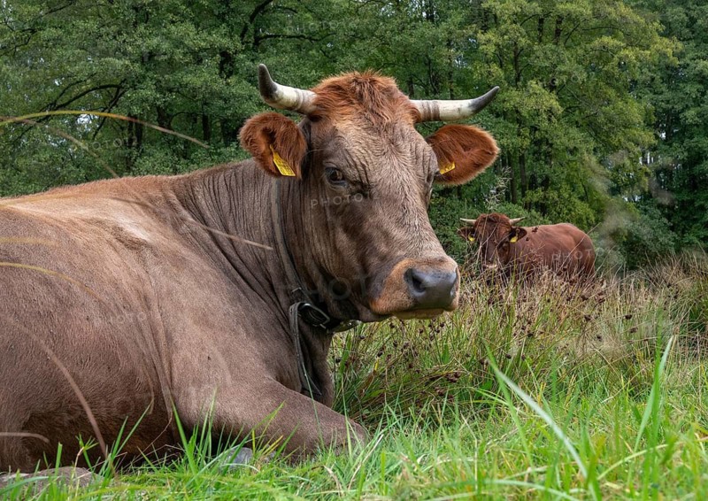 Artiodactyla, Bavaria, Bos Taurus sspec.5, cattle, even-toed ungulate, Höhenvieh, Upper Palatinate, cloven-hoofed, Rotes Höhenvieh, Tirschenreuth, Waldnaab, Waldnaabaue, wild willows Waldnaabaue, domesticated animals, extensive grazing, pet, mammals, cattle, mammals