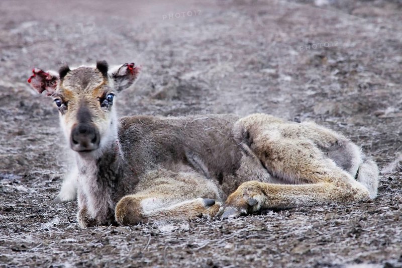 Young reindeer, Norbotten, Lapland, Sweden