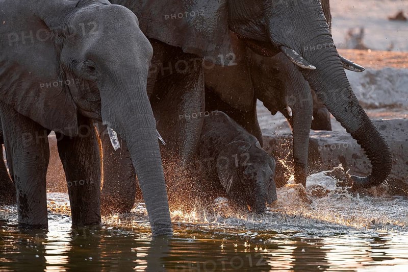 Herd of elephants, African elephant (Loxodonta africana) with young at the waterhole, sunset, Savuti, Chobe National Park, Botswana
