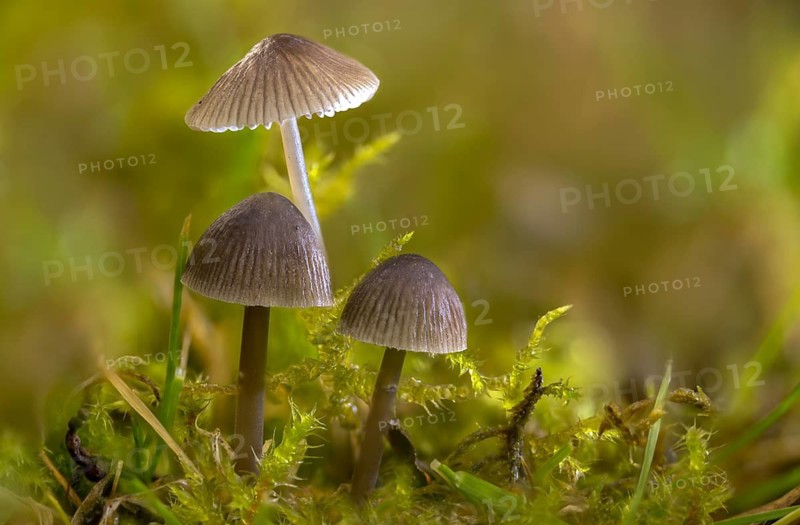 Grey nitrate helmet, mycena leptocephala, nitrate helmet, stinging helmet, fungi, fungus, nitrous bonnet, mushrooms
