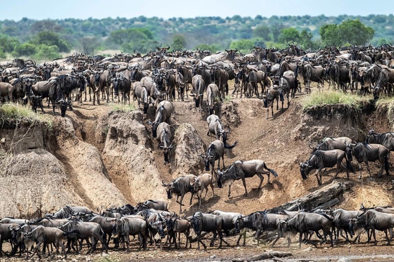 The Great Migration, huge herds of wildebeest (Connochaetes taurinus) on the Mara River, Serengeti, Tanzania