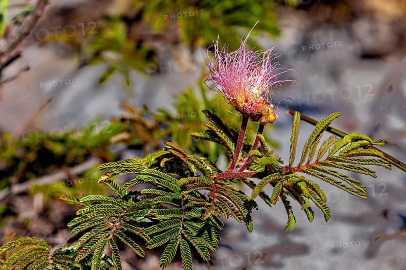 Close-up of a pink flower with delicate petals and green leaves in its natural setting, a powder-puff-like pink flower from a powder-puff bush in Bahia, Brazil (Calliandra surinamensis)